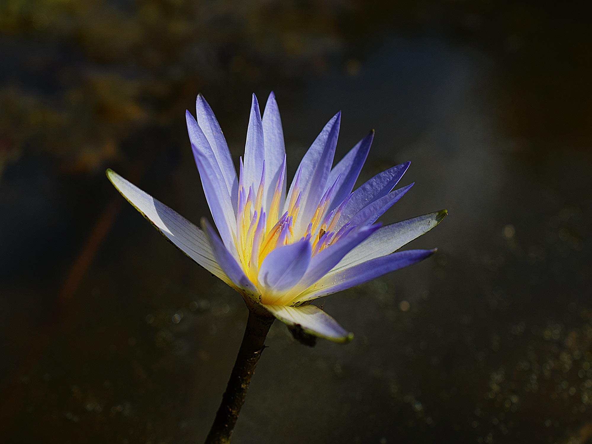 Flores
