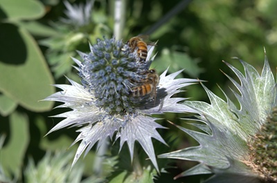 Pateta