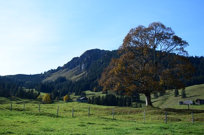 Pateta